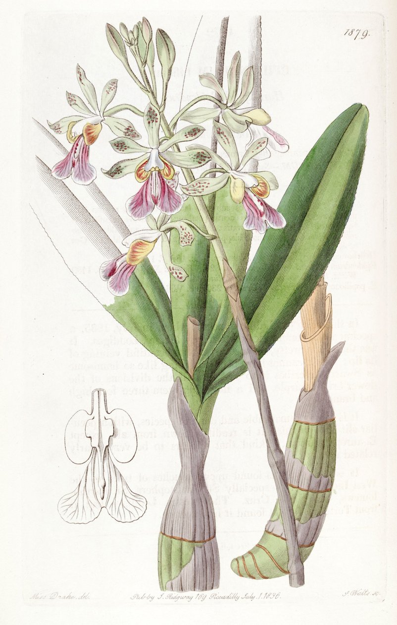 Psychilis bifida (syn. Epidendrum bifidum) tekijältä Miss Drake