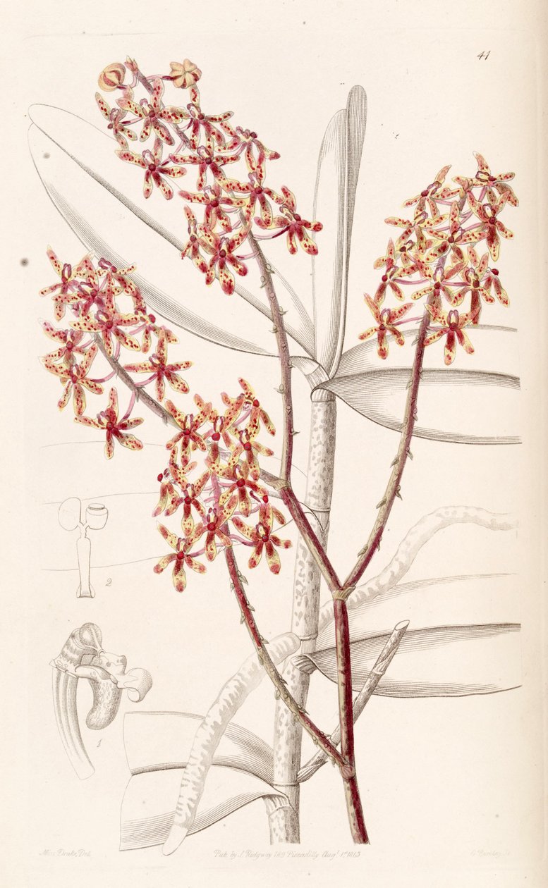 Renanthera matutina tekijältä Miss Drake