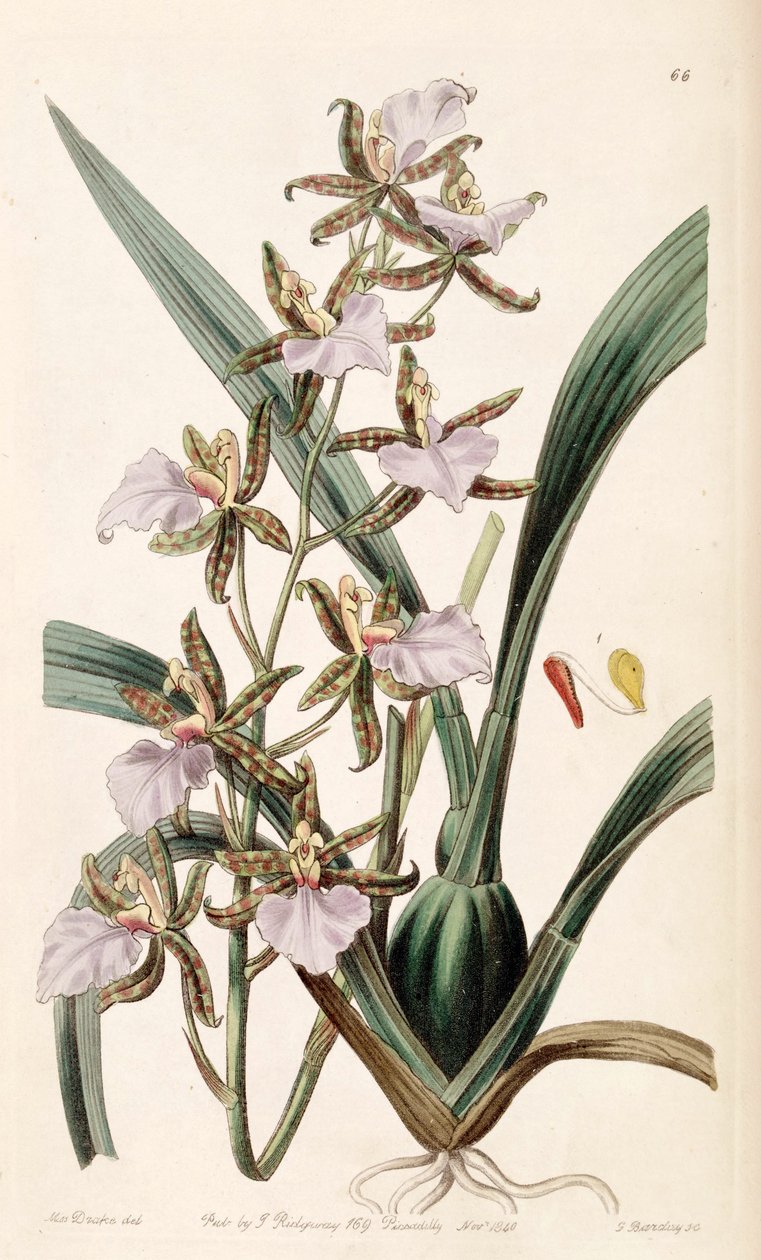 Rhynchostele bictoniensis tai Odontoglossum bictoniense. tekijältä Miss Drake