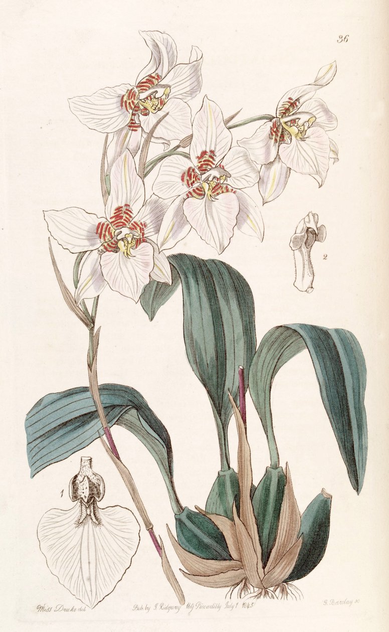 Rhynchostele cervantesii (syn. Odontoglossum cervantesii) tekijältä Miss Drake