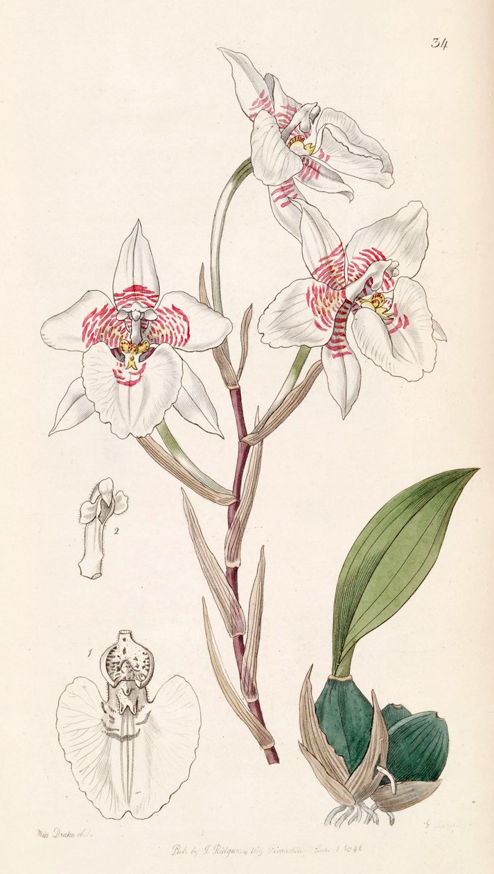 Rhynchostele cervantesii (syn. Odontoglossum membranaceum) tekijältä Miss Drake
