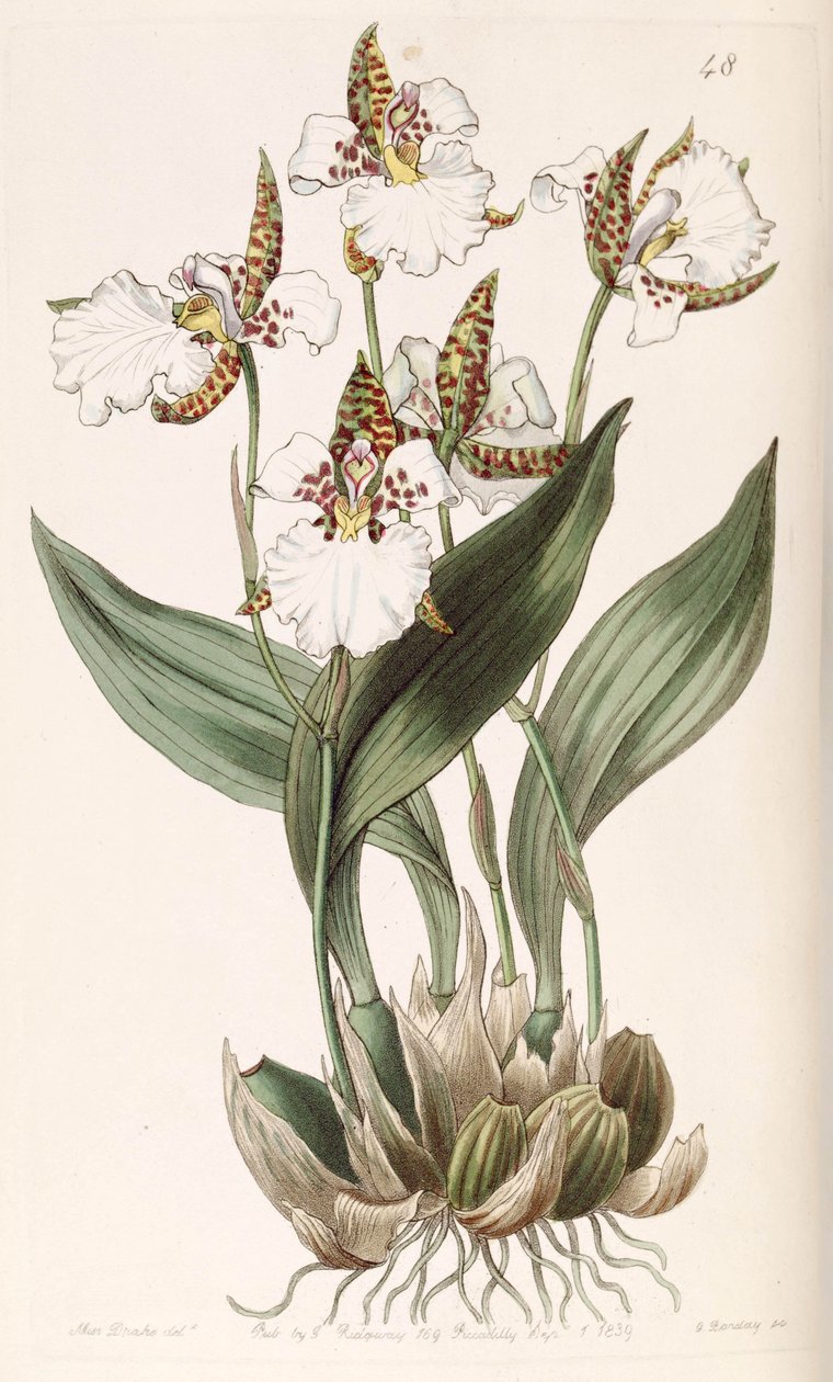 Rhynchostele rossii (syn. Odontoglossum rossii) tekijältä Miss Drake