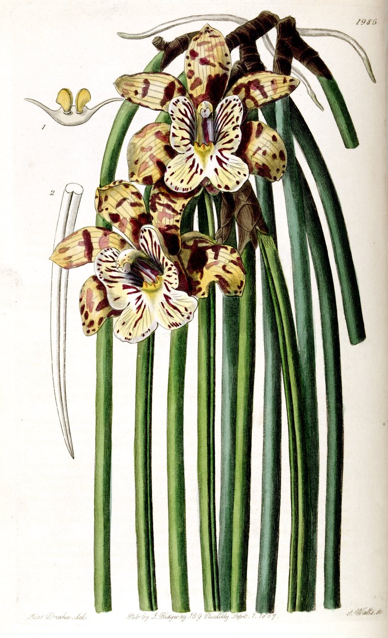 Scuticaria steelei (syn. Maxillaria steelii) tekijältä Miss Drake