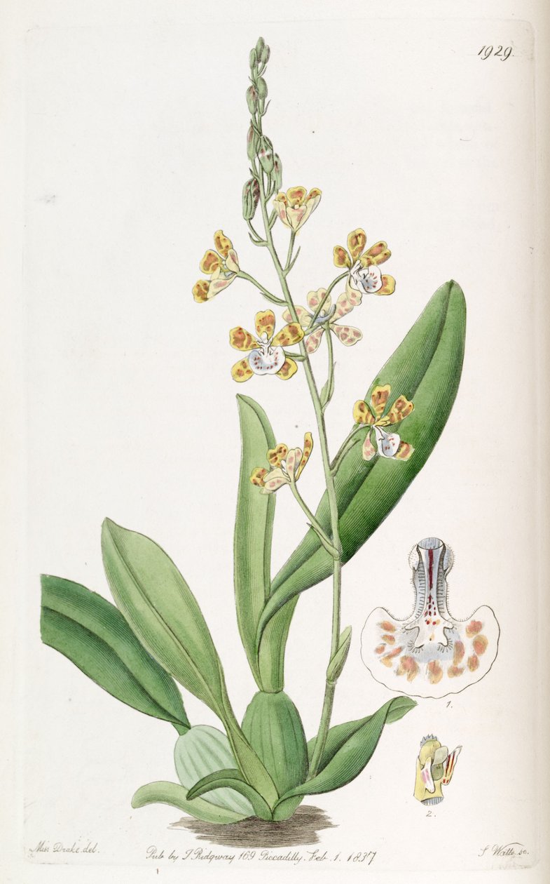 Solenidium lunatum (syn. Oncidium lunatum) tekijältä Miss Drake