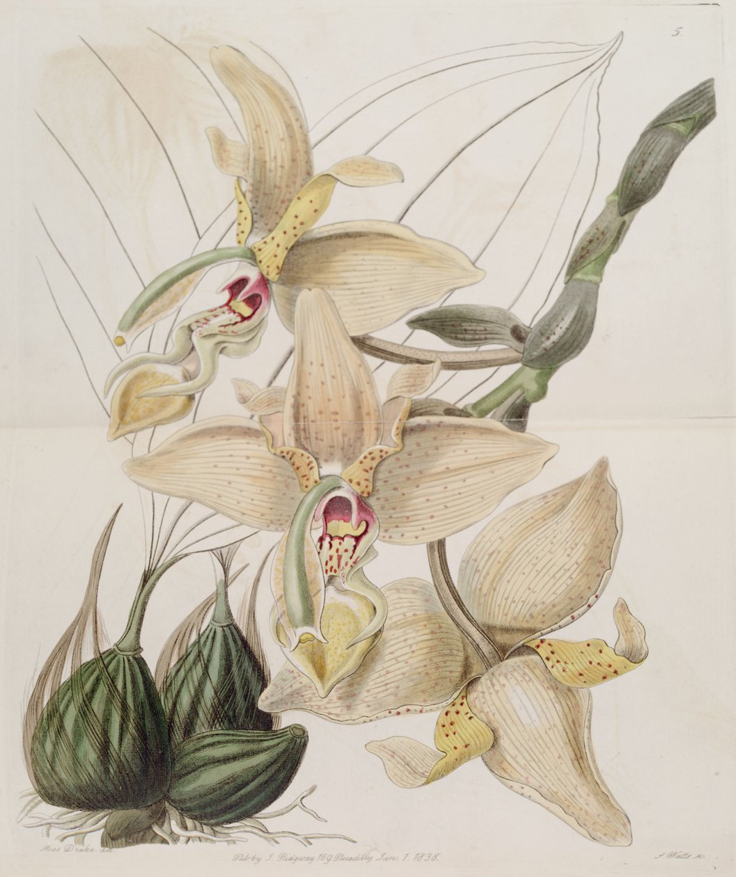 Stanhopea × quadricornis Lindl. (1838) (Stanhopea grandiflora × Stanhopea wardii) tekijältä Miss Drake