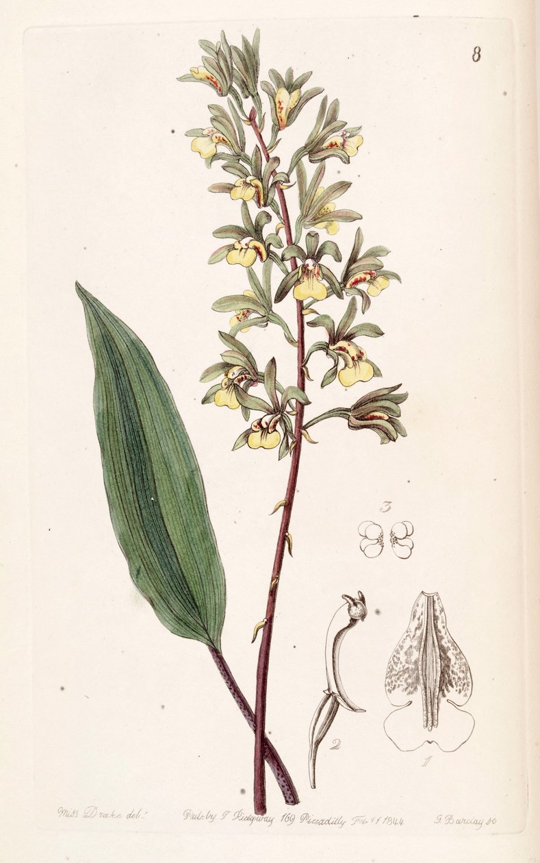 Tainia bicornis (synonyymi Ania bicornis). tekijältä Miss Drake