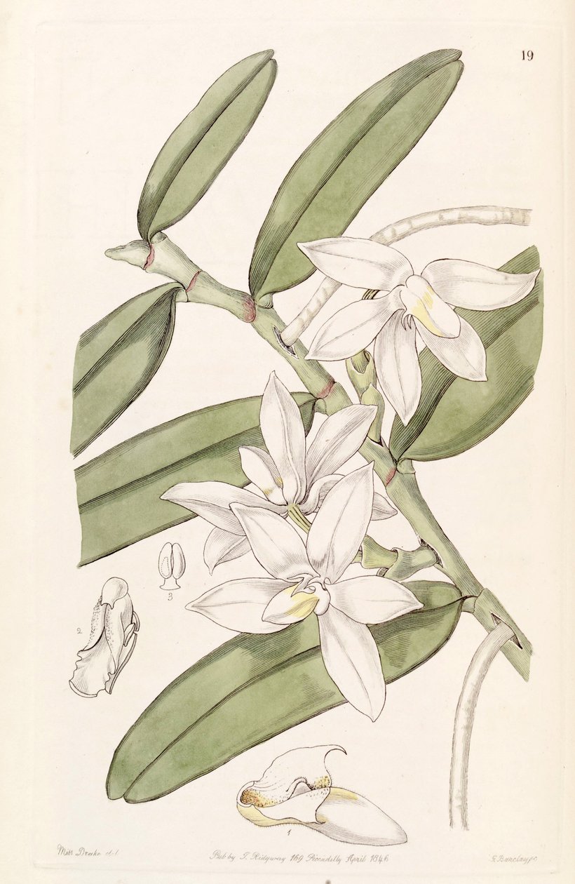 Thrixspermum calceolus (syn. Sarcochilus calceolus) tekijältä Miss Drake