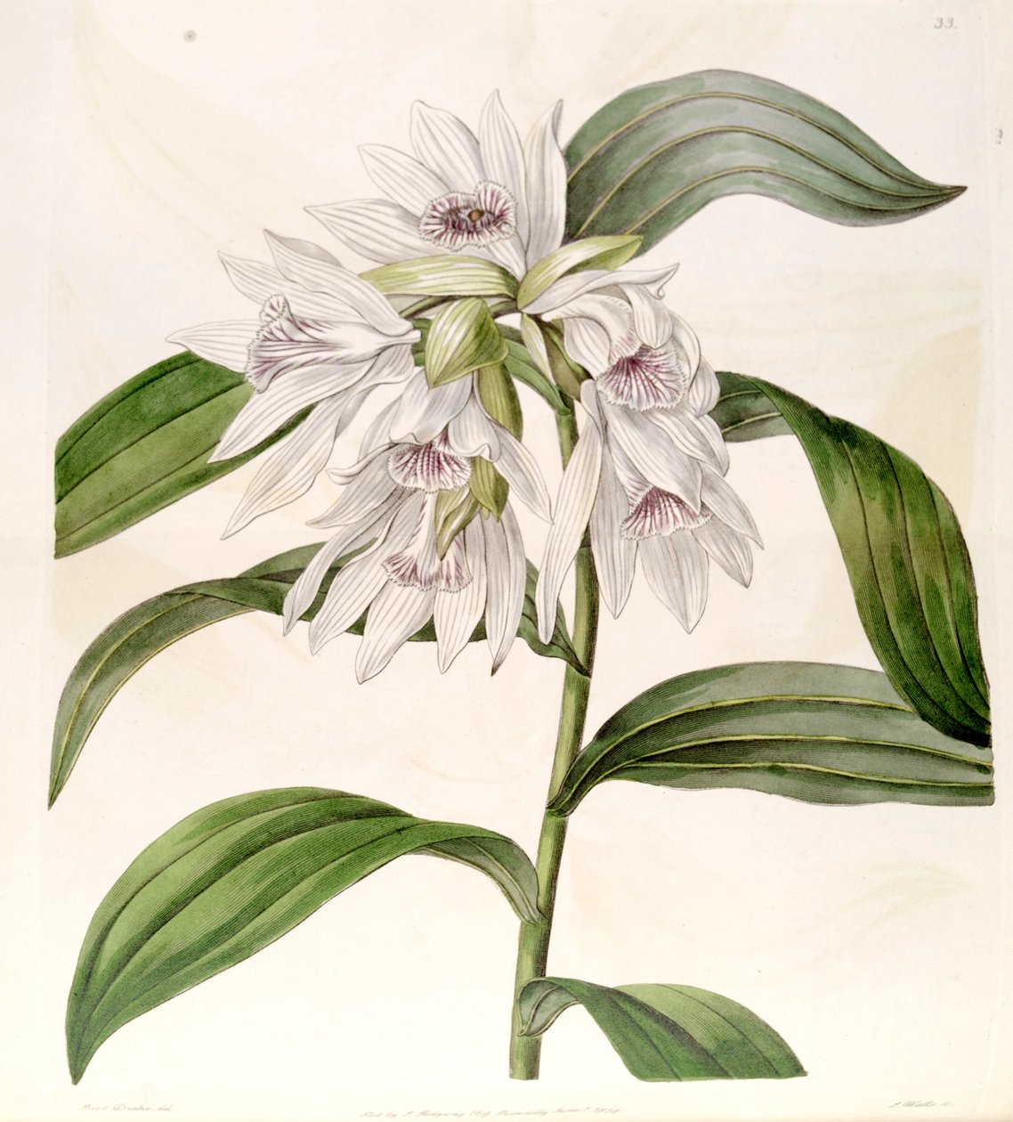 Thunia alba (syn. Phaius albus) tekijältä Miss Drake