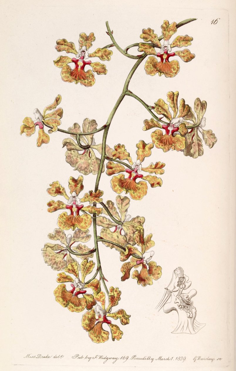 Tolumnia guttata (syn. Oncidium luridum var. Guttatum) tekijältä Miss Drake