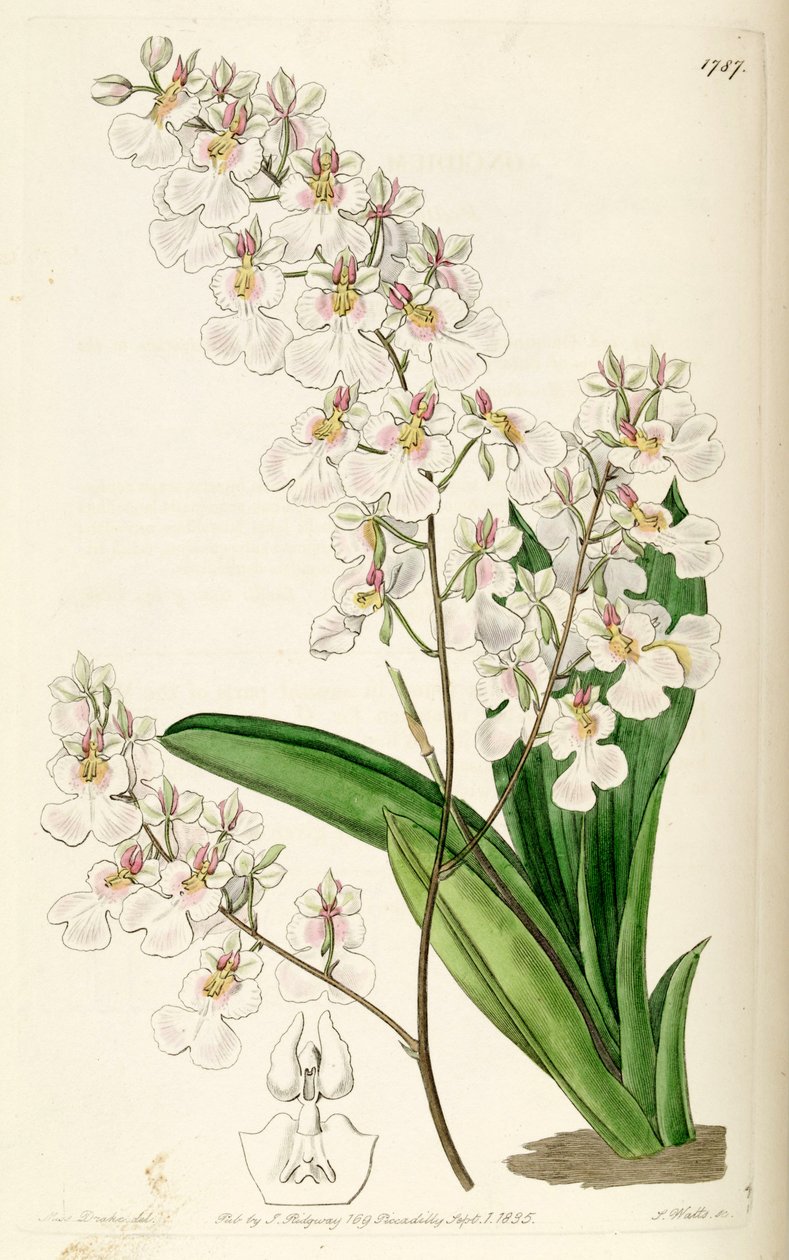 Tolumnia pulchella (syn. Oncidium pulchellum) tekijältä Miss Drake