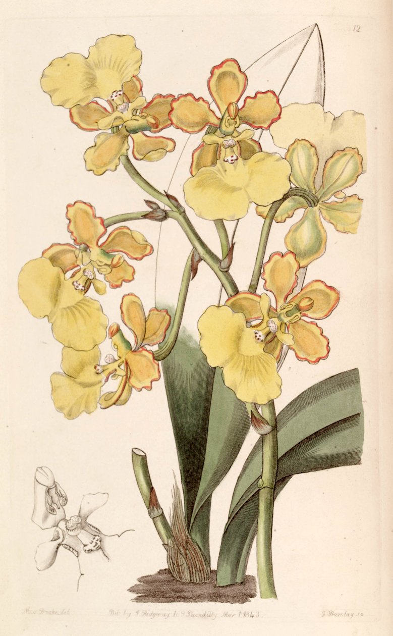 Trichocentrum bicallosum (syn. Oncidium bicallosum) tekijältä Miss Drake