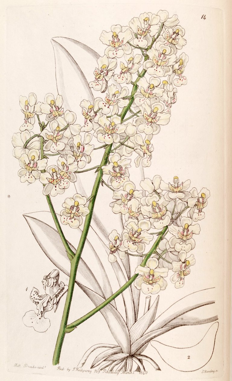 Trichocentrum stramineum (syn. Oncidium stramineum) tekijältä Miss Drake