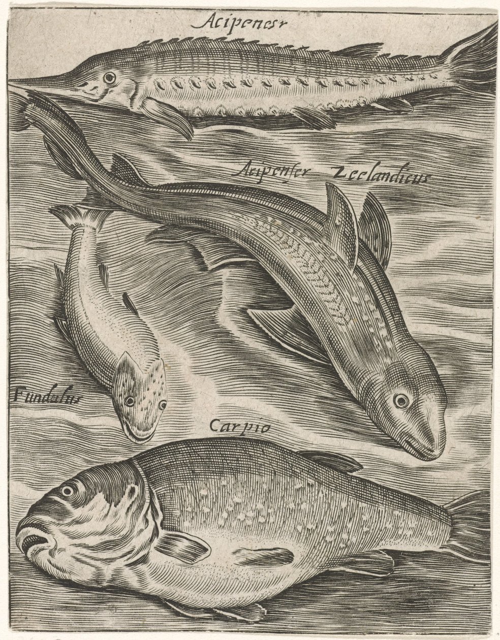 Studieblad met vissen Fish live -kuvakkeet (sarjan nimi) tekijältä Monogrammist P+P