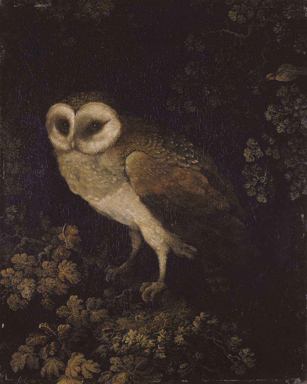 Pöllö, 1780-1790. tekijältä Moses Haughton