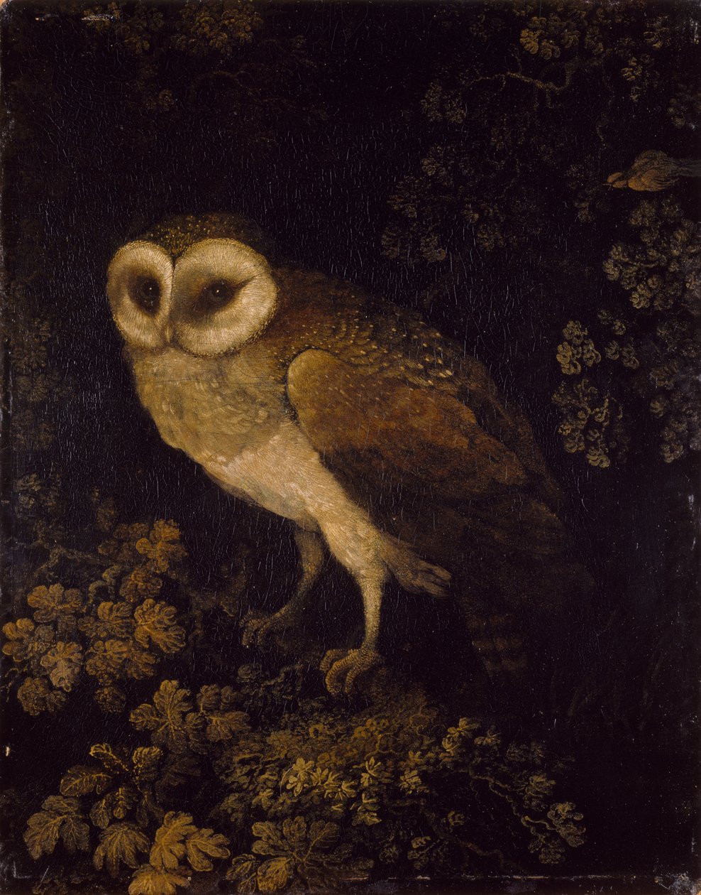 Pöllö, 1780-90 tekijältä Moses Haughton