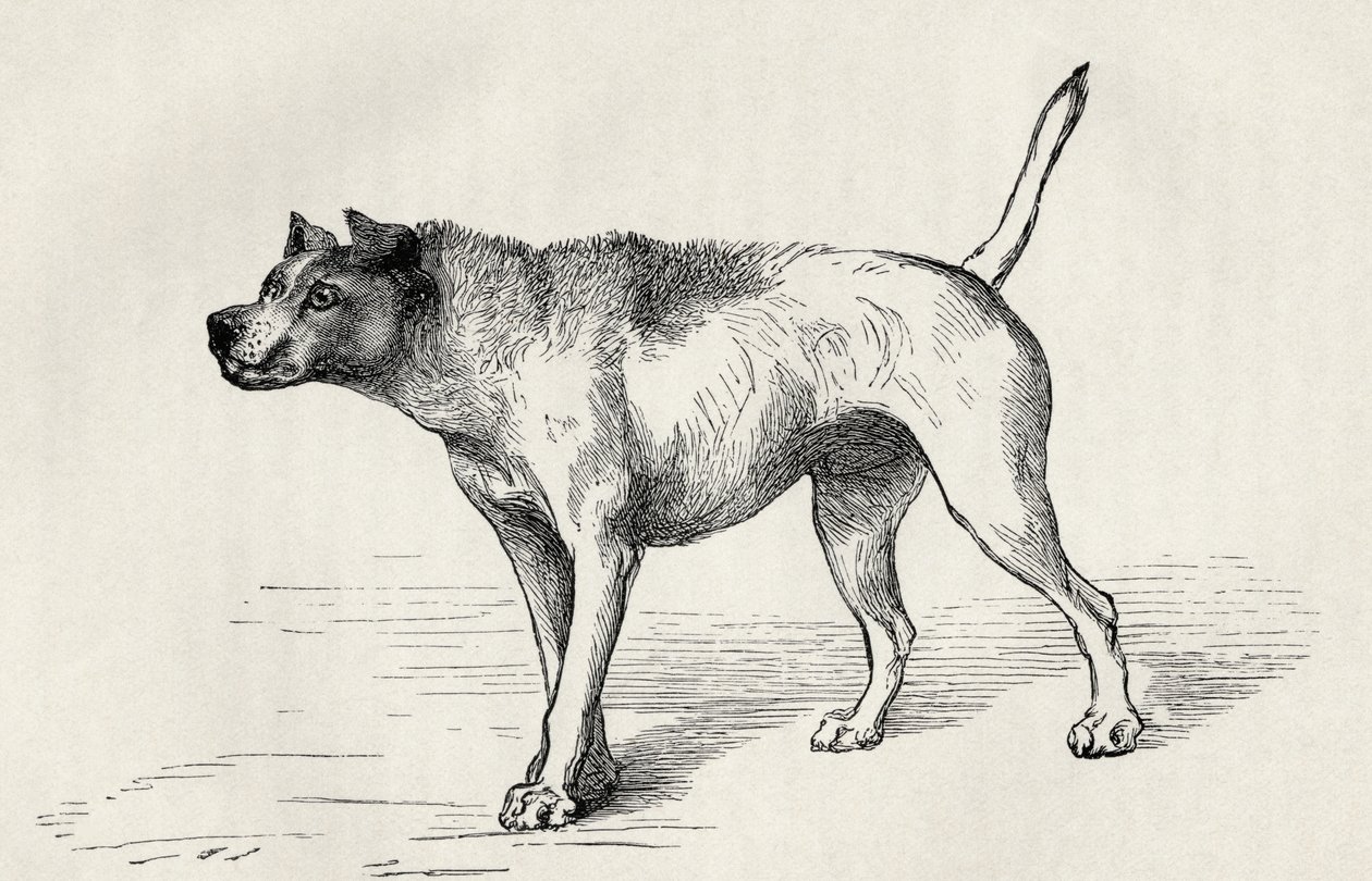 Koira lähestyy toista koiraa vihamielisin aikomuksin, Charles Darwinin teoksesta "The Expression of the Emotions in Man and Animals", 1872. tekijältä Mr. Riviere
