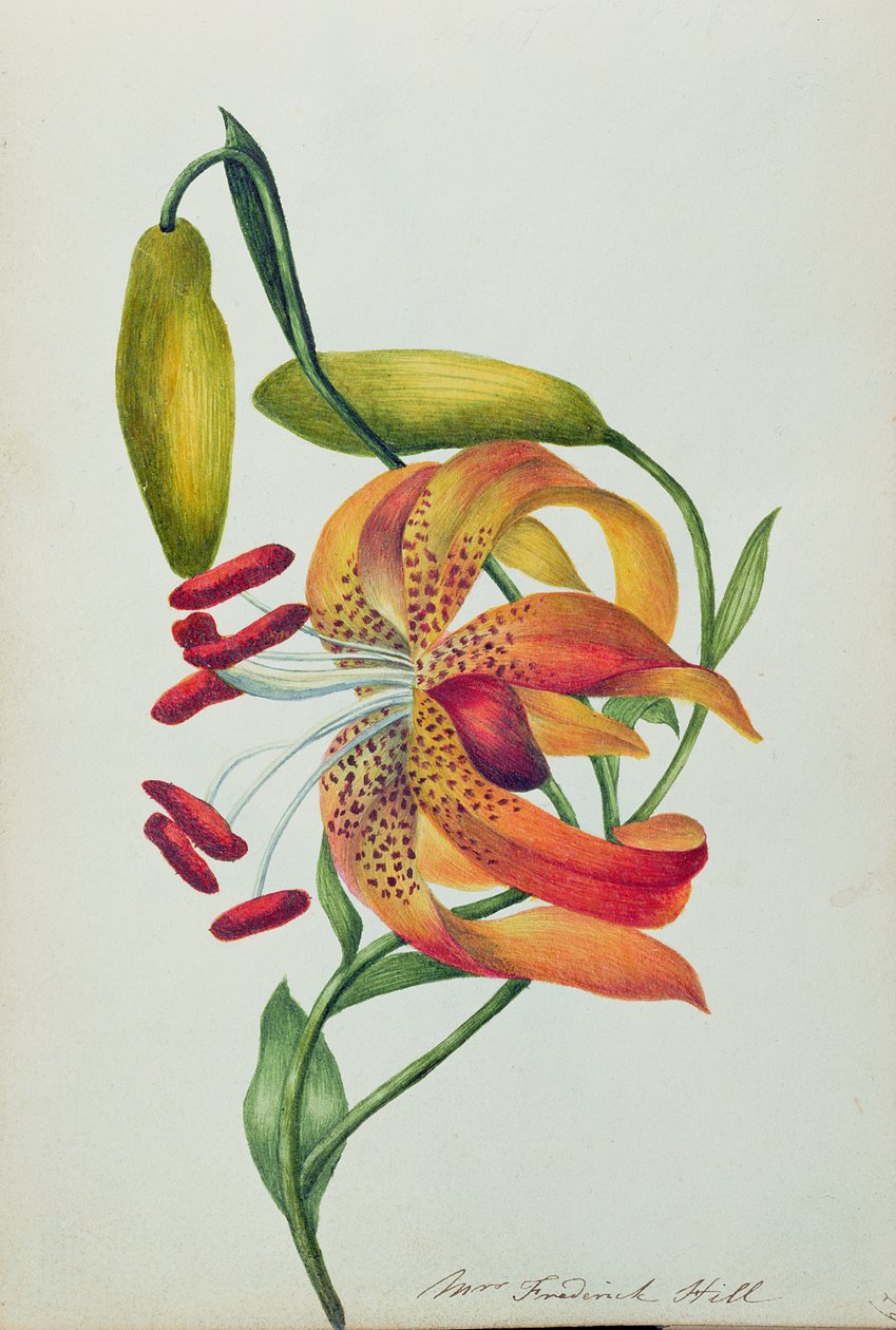 Tiger Lily (wc) tekijältä Mrs Frederick Hill