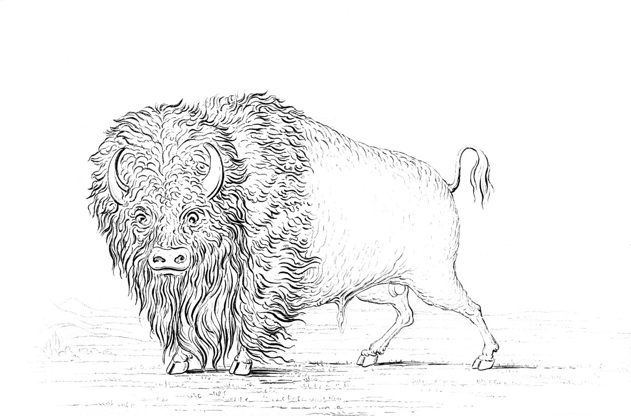 Buffalo, 1841. tekijältä Myers and Co