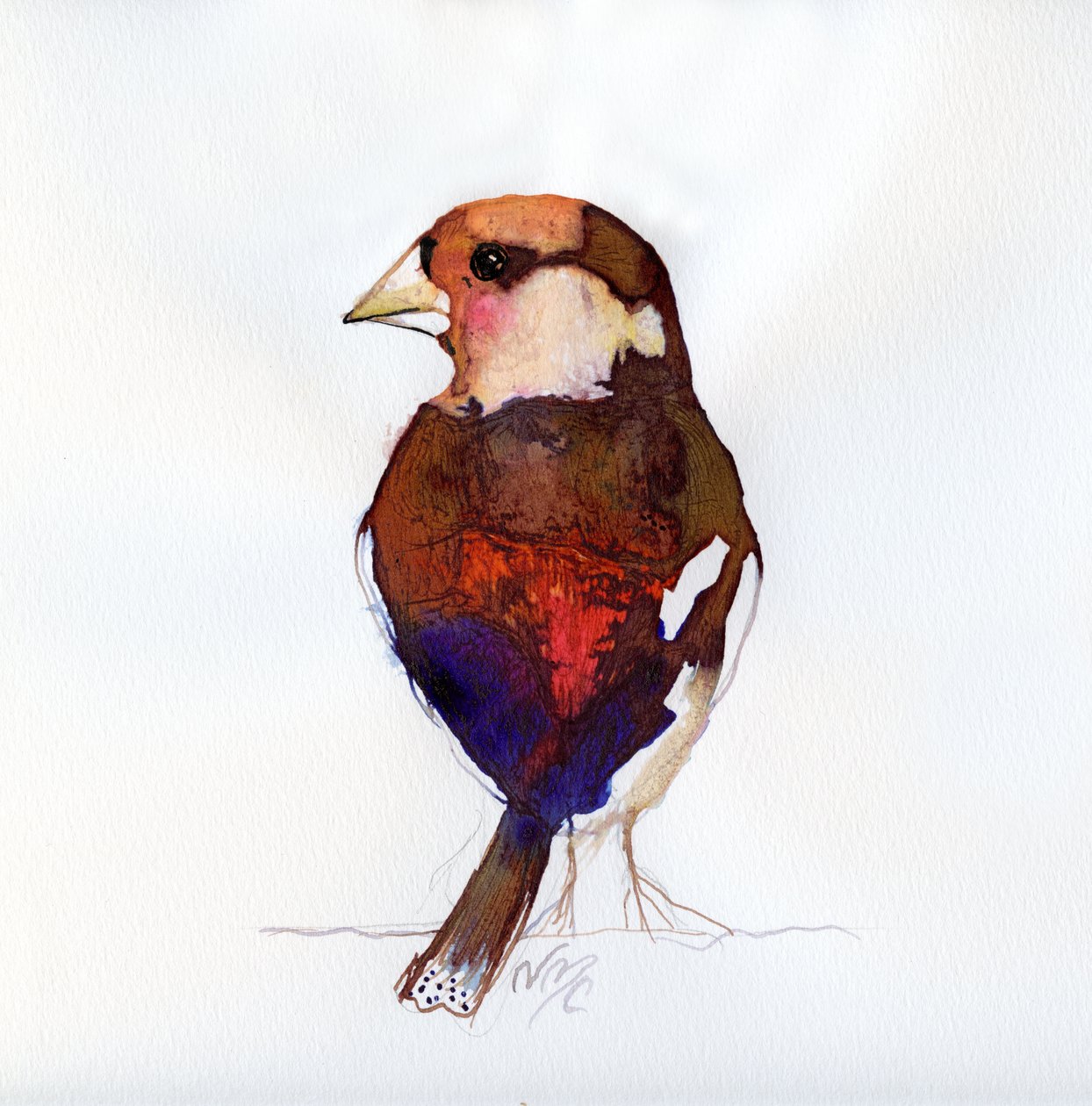 Punastava Hawfinch, 2017 tekijältä Nancy Moniz Charalambous