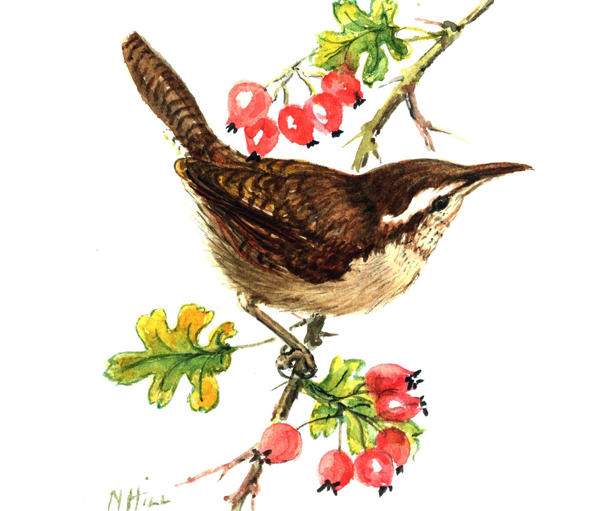 Wren ja ruusunmarjat (wc paperilla) tekijältä Nell Hill