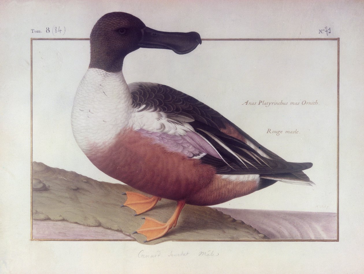 Northern Shoveler (wc vellum) tekijältä Nicolas Robert