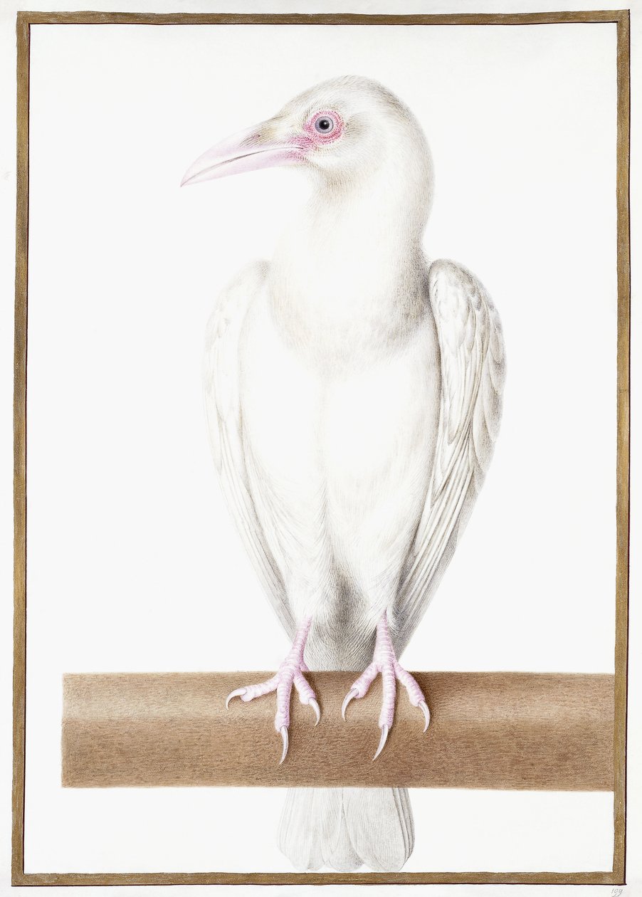 Albino Crow tekijältä Nicolas Robert