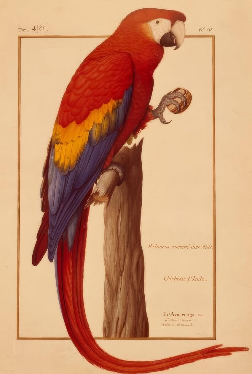 Psittacus maximus Aldr (ovandi) tekijältä Nicolas Robert