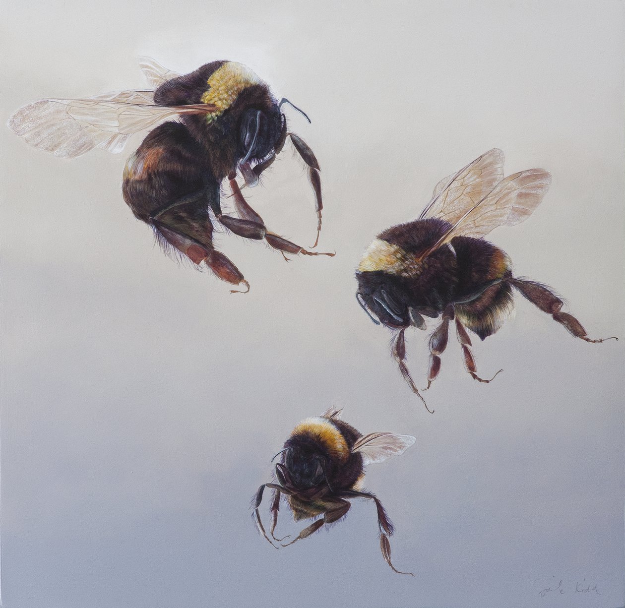Bombus lento 1, 2011 (akryyli puulle) tekijältä Odile Kidd