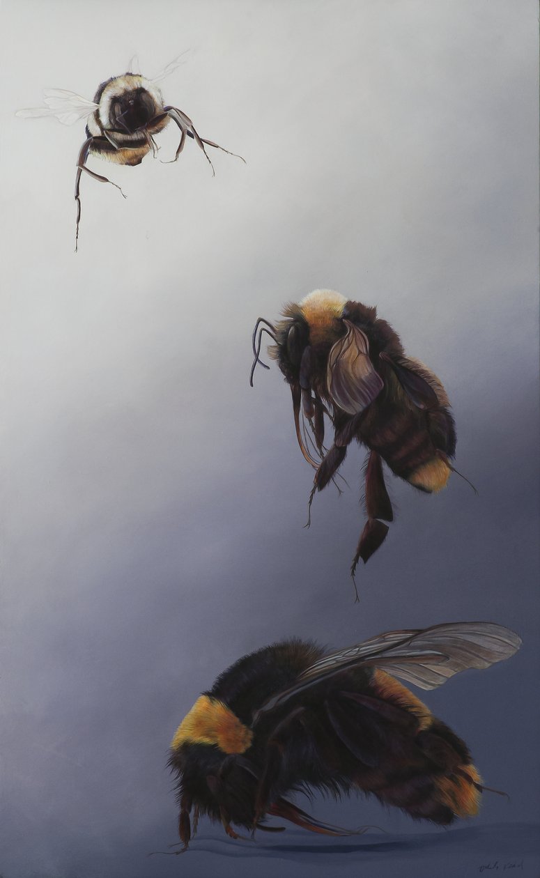 Bombus lento 2, 2011 (akryyli puulle) tekijältä Odile Kidd