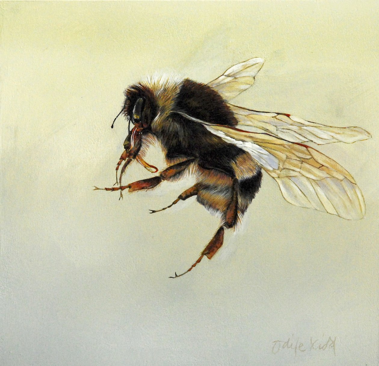 Bombus terrestris 4, 2011 (akryyli puulle) tekijältä Odile Kidd
