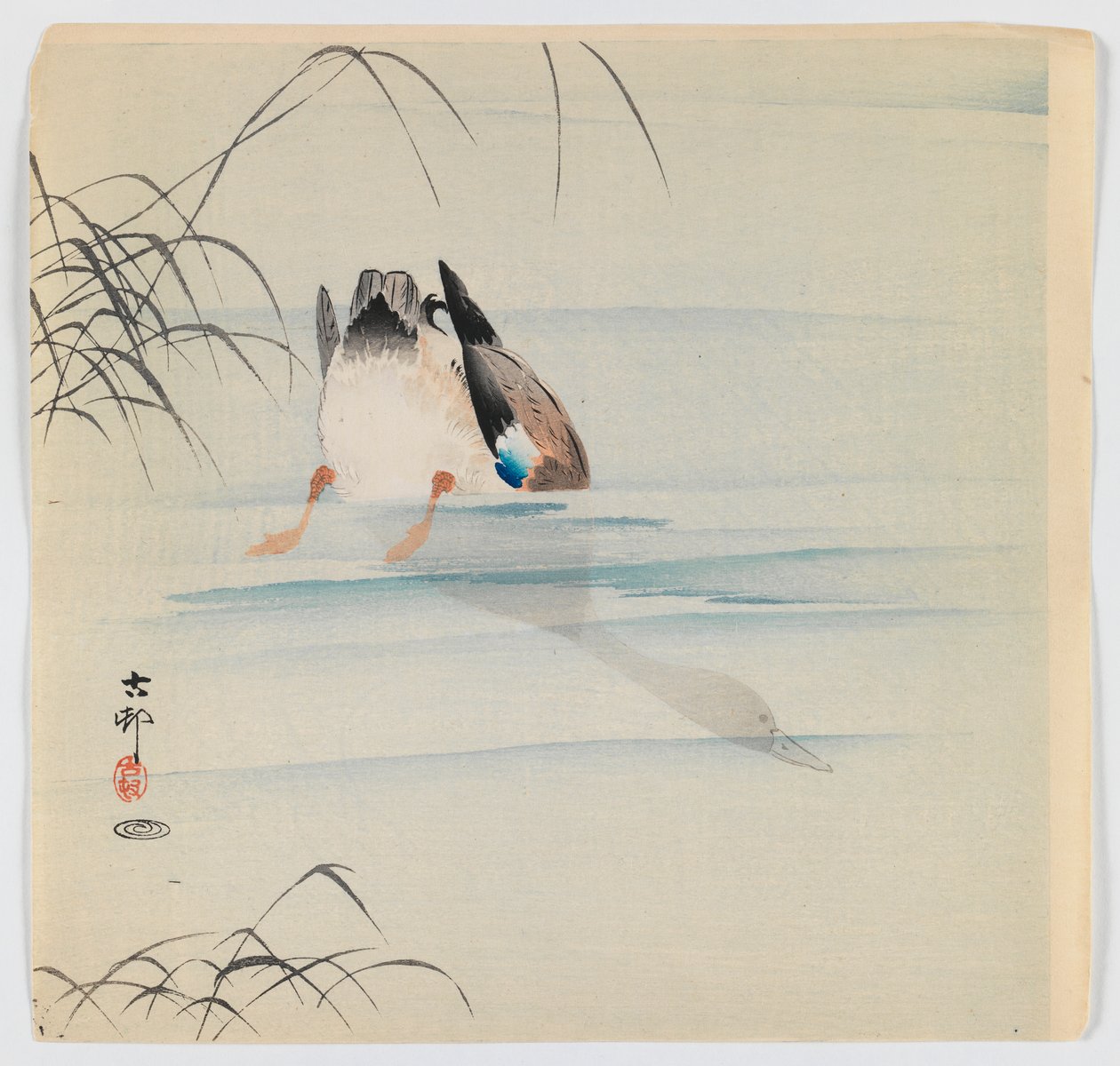 Sukellussinisorsa, n. 1910 (puupalkin väriprintti) tekijältä Ohara Koson