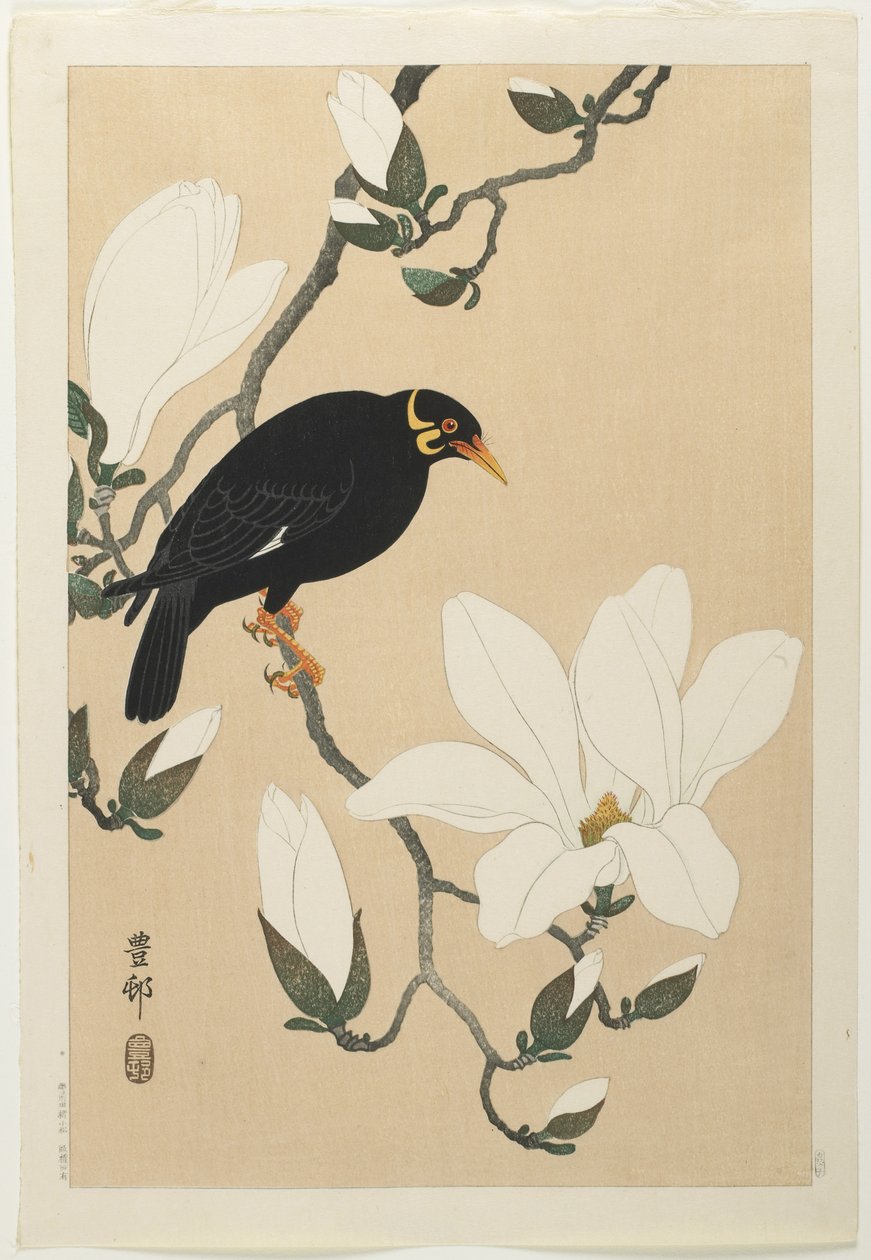 Myna-kukkula magnolian oksalla, 1900-luvun puoliväli tekijältä Ohara Koson