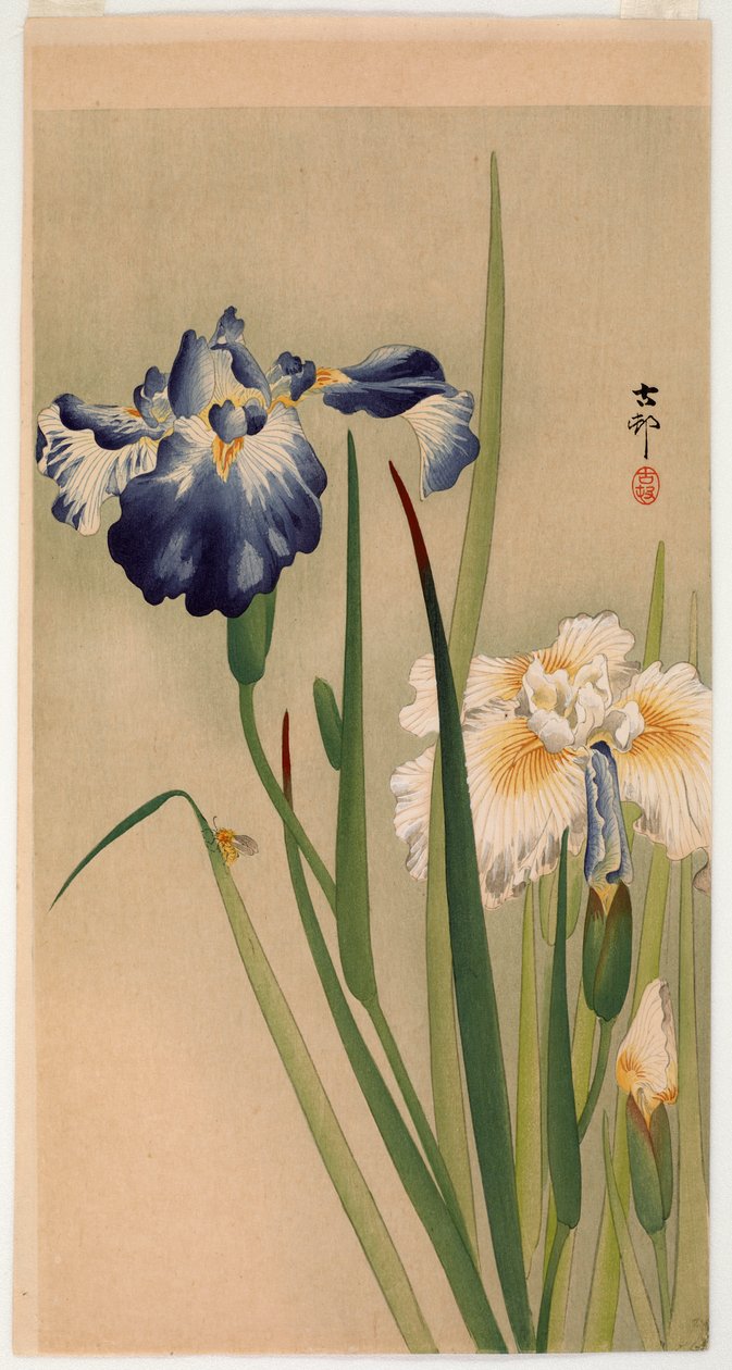 Pieni hyönteinen kukkivien iiristen päällä (värillinen puupainatus) tekijältä Ohara Koson