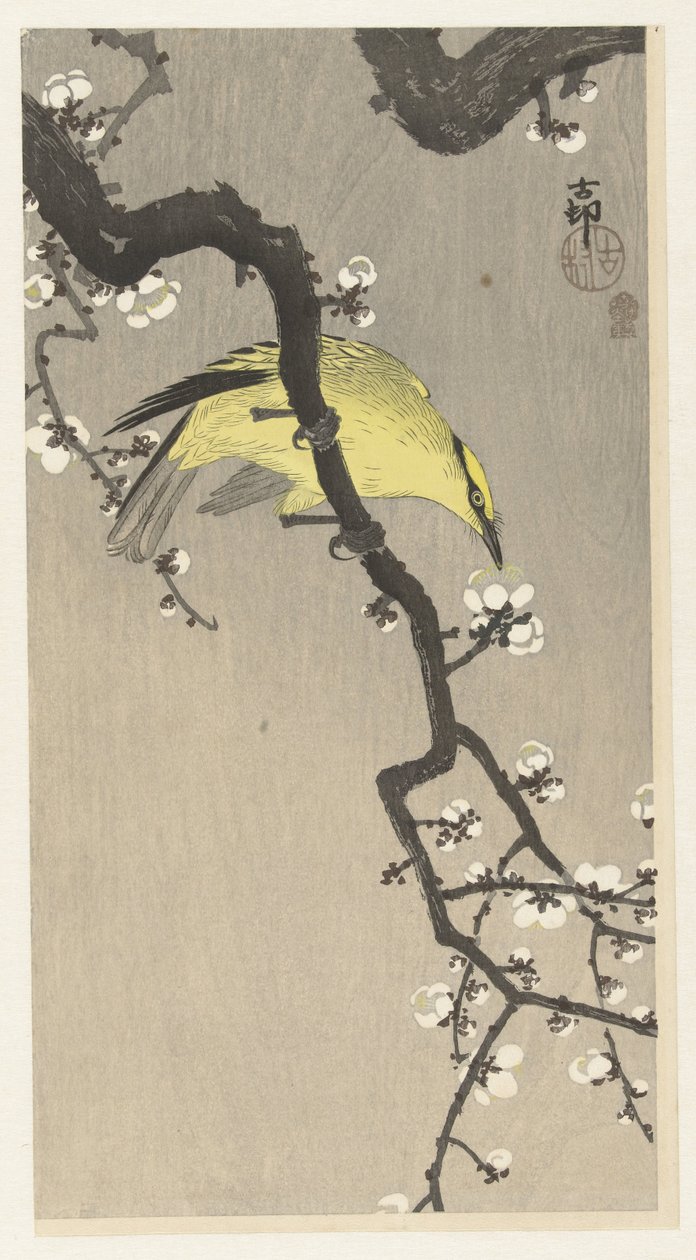 Kiinalainen oriole luumunkukan oksalla tekijältä Ohara Koson