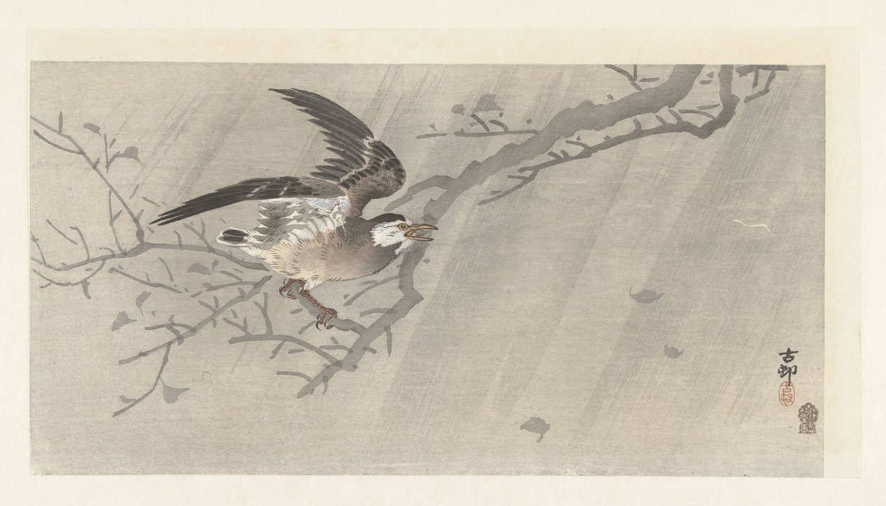 Harmaa kottarainen myrskyssä tekijältä Ohara Koson