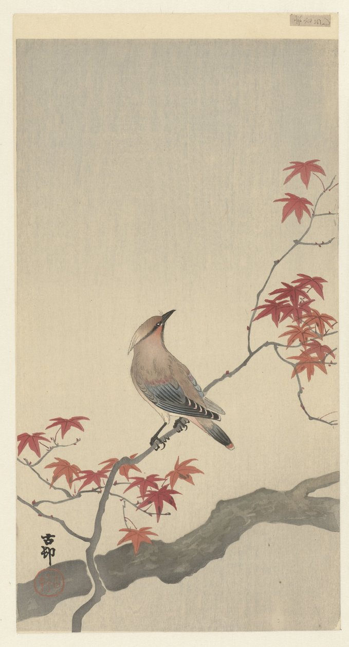 Japanilainen vahasiipi vaahteralla. tekijältä Ohara Koson