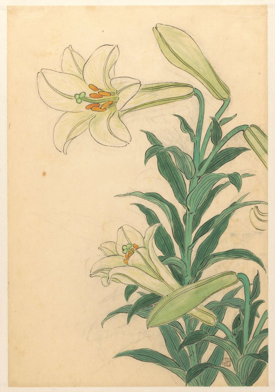 Liljat Teppoyuri tekijältä Ohara Koson