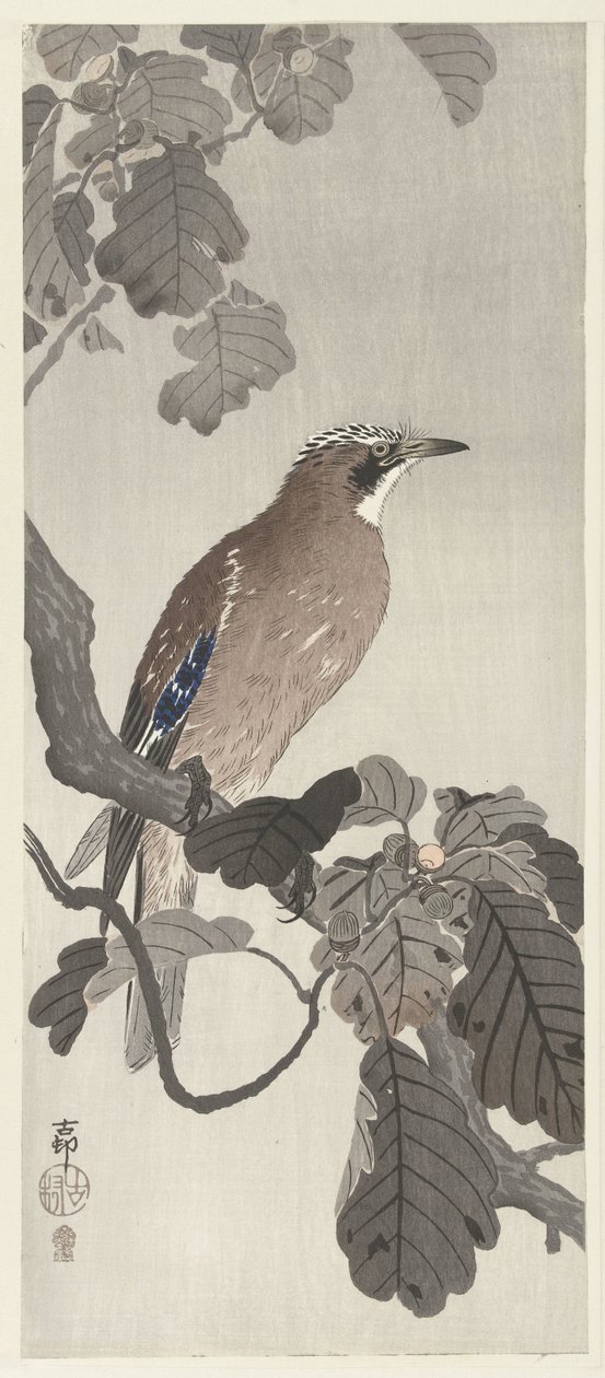 Flanderin jay puun oksalla tekijältä Ohara Koson