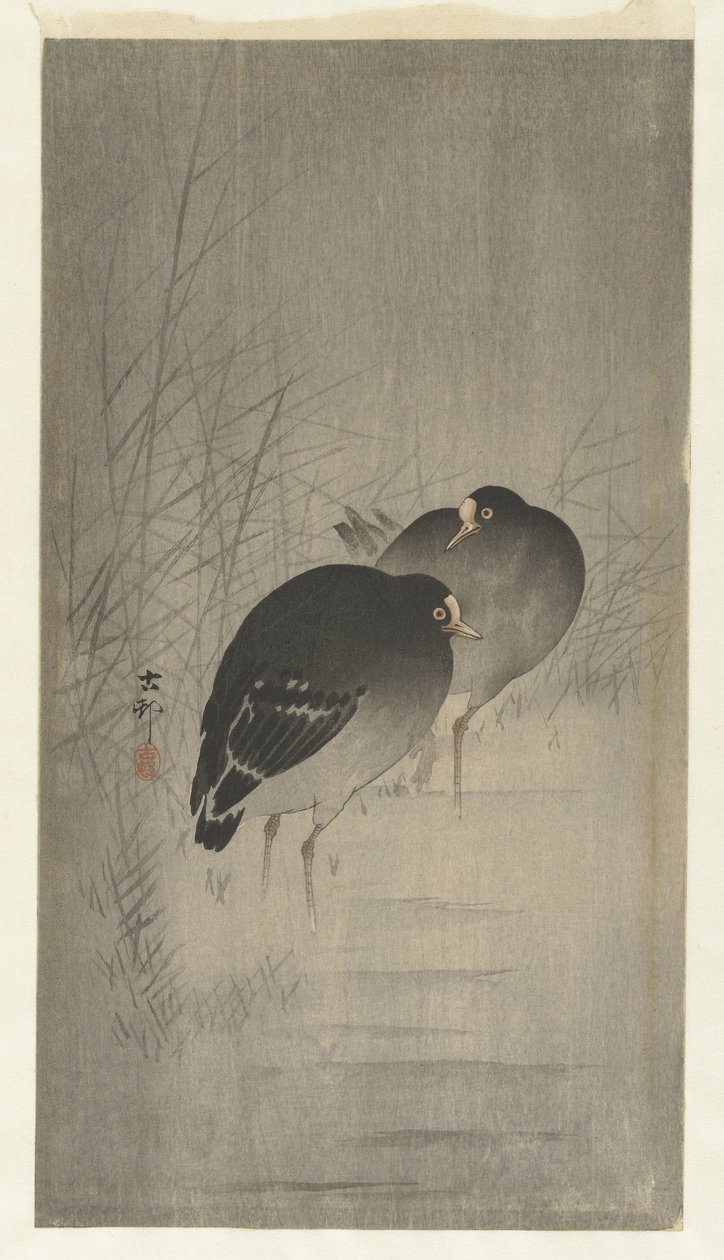 Moorhens välillä ruoko tekijältä Ohara Koson