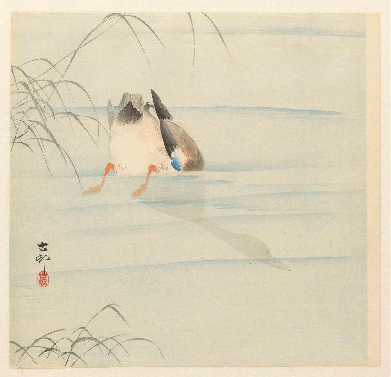 Sinisorsa, pää veden alla tekijältä Ohara Koson