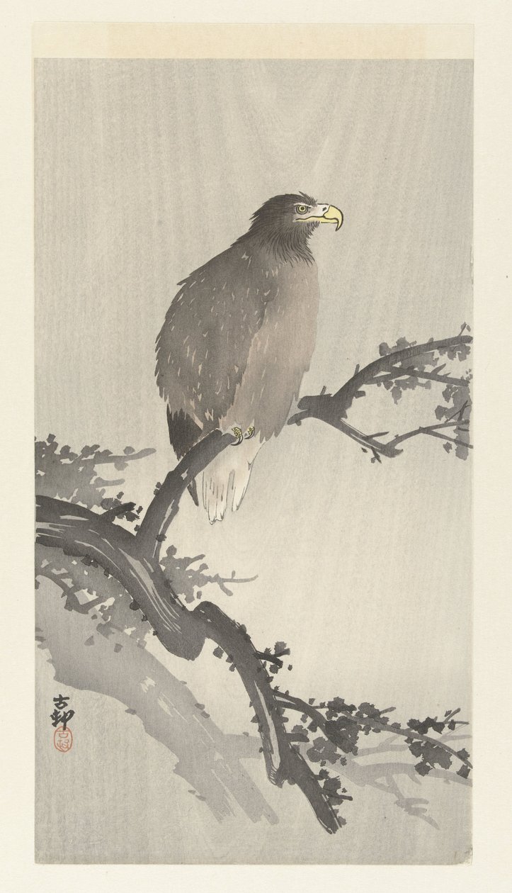 Kaljukotka oksalla tekijältä Ohara Koson