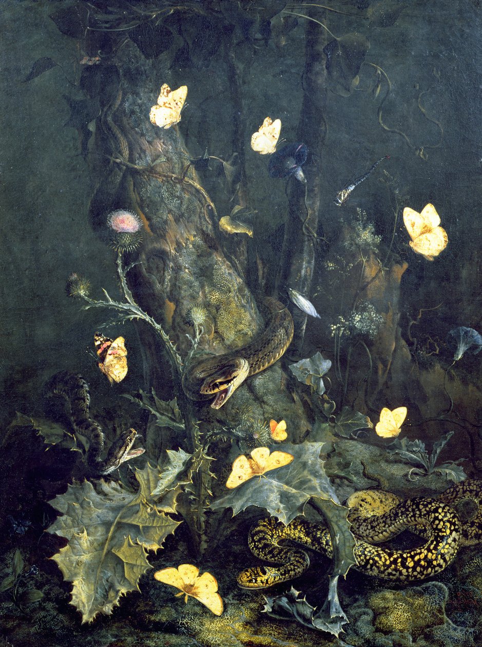Käärmeitä ja perhosia, 1670 tekijältä Otto Marseus  van Schrieck