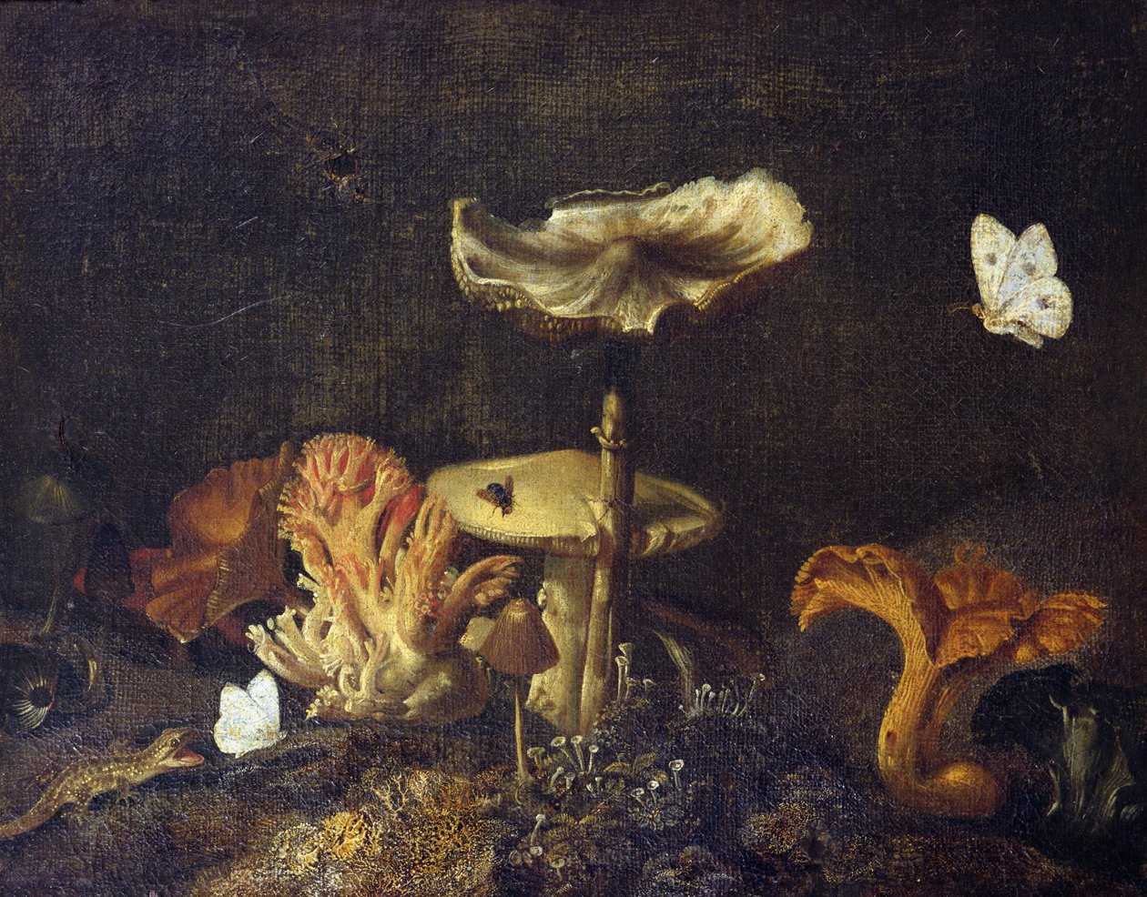 Asetelma sienten ja perhosten kanssa tekijältä Otto Marseus  van Schrieck