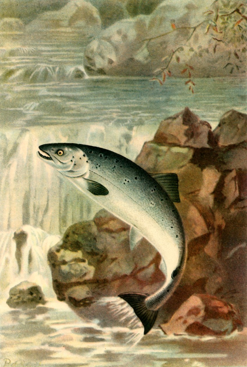 "Lohihyppy", 1895, 1943. tekijältä P. J. Smit