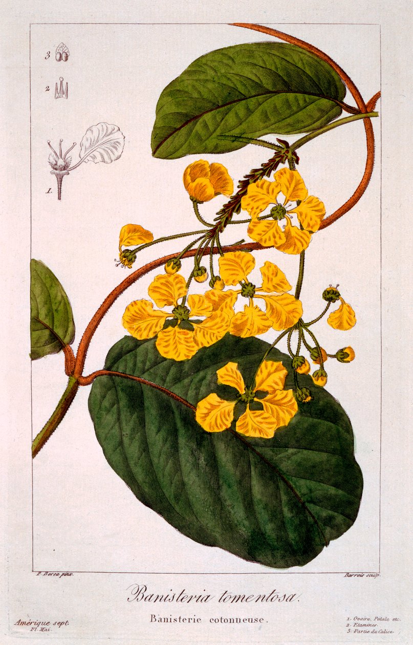 Kaide: B. myrskyinen, pub. 1836. tekijältä Panacre Bessa