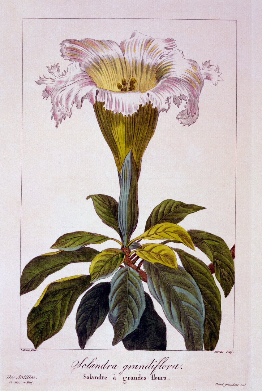 Chalice Vine, pubi. 1836. tekijältä Panacre Bessa