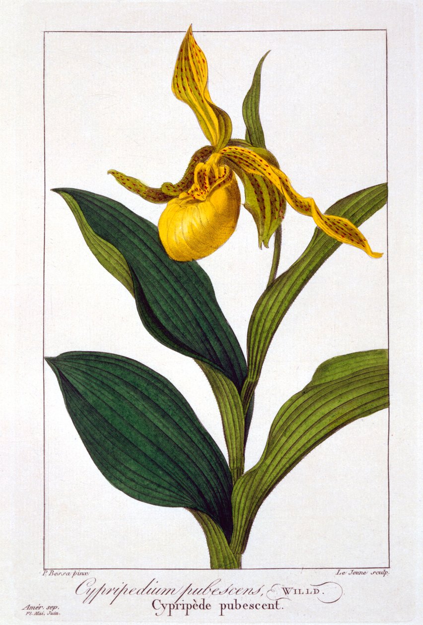 Cypripedium, pubi. 1836. tekijältä Panacre Bessa