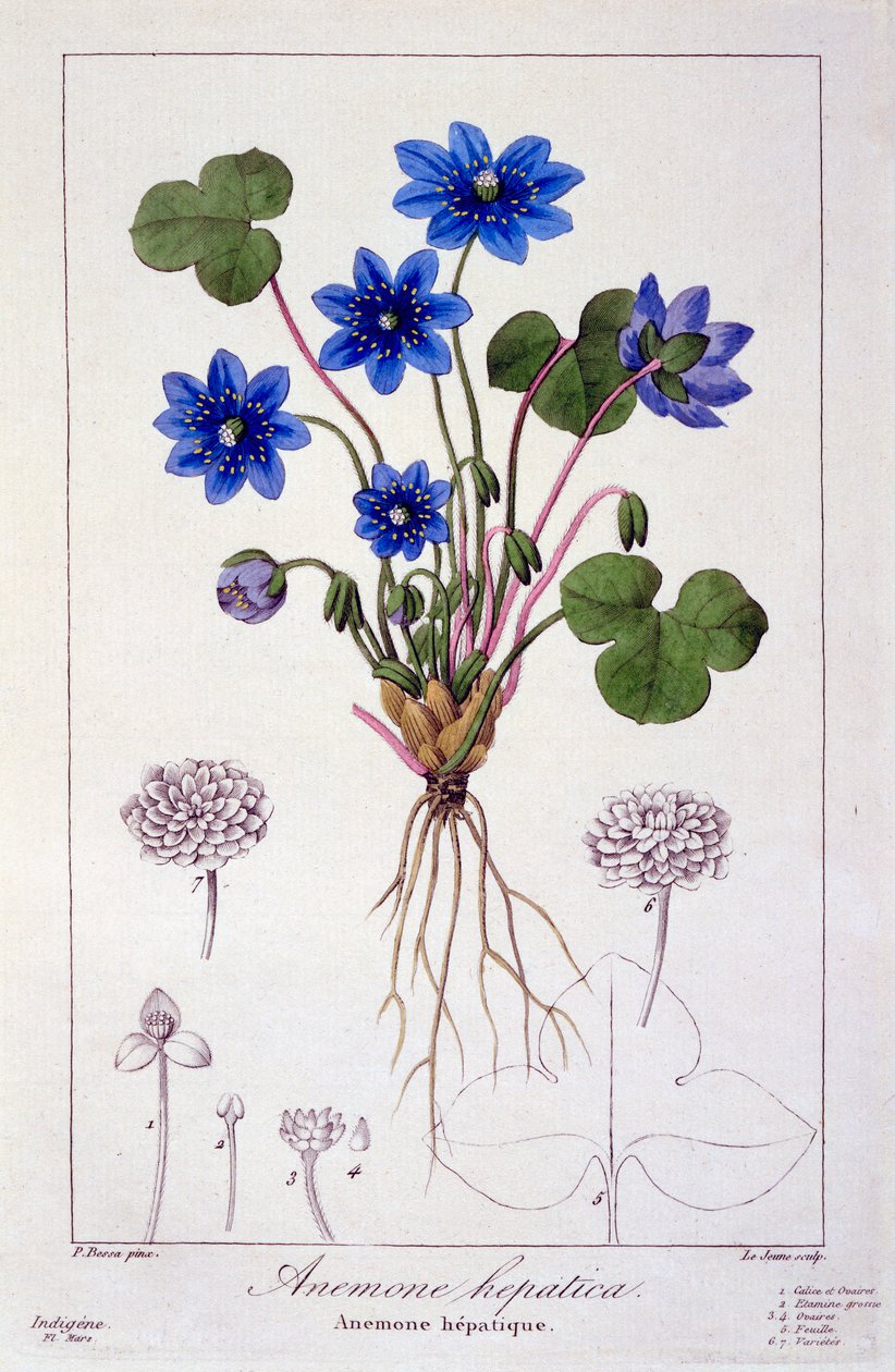 Hepatica nobilis, pub. 1836 tekijältä Panacre Bessa