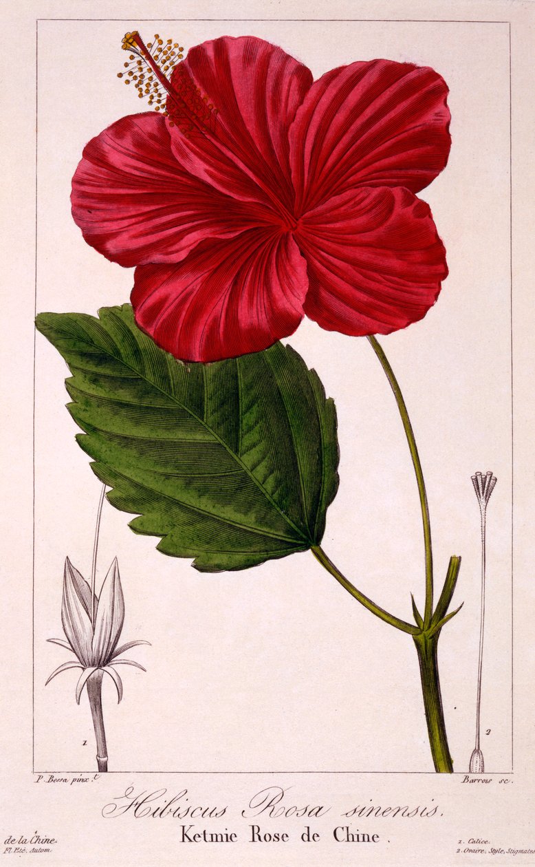 Hibiscus: H. rosa-sinensis, pub. 1836. tekijältä Panacre Bessa
