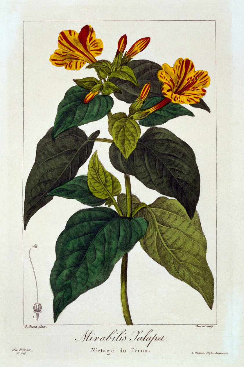 Ipomea Purga,  pub. 1836. tekijältä Panacre Bessa